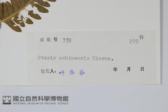 斜羽鳳尾蕨藏品圖，第2張