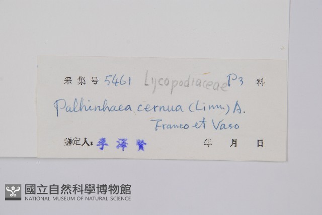 燈龍草藏品圖，第2張