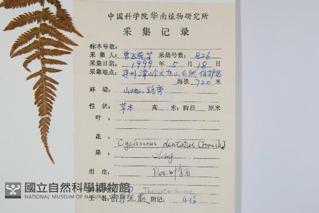 野毛蕨藏品圖，第2張