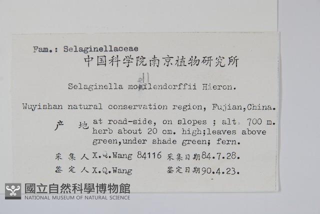 江南卷柏藏品圖，第2張