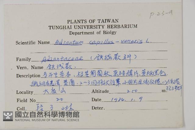 鐵線蕨藏品圖，第2張
