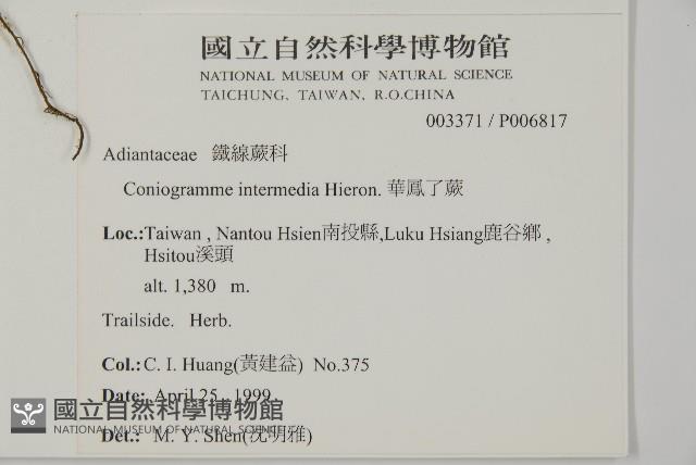 華鳳丫蕨藏品圖，第2張