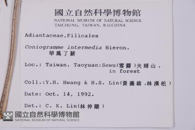 華鳳丫蕨藏品圖，第5張