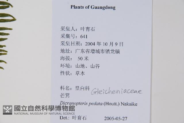 芒萁藏品圖，第2張