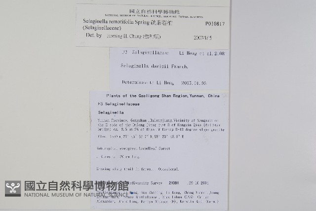 疏葉卷柏藏品圖，第2張