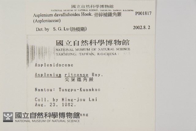 骨碎補鐵角蕨藏品圖，第2張