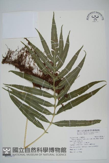 大線蕨藏品圖，第1張