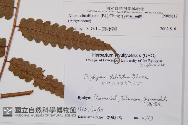 毛柄短腸蕨藏品圖，第2張