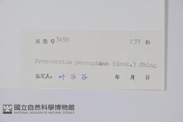 披針新月蕨藏品圖，第2張