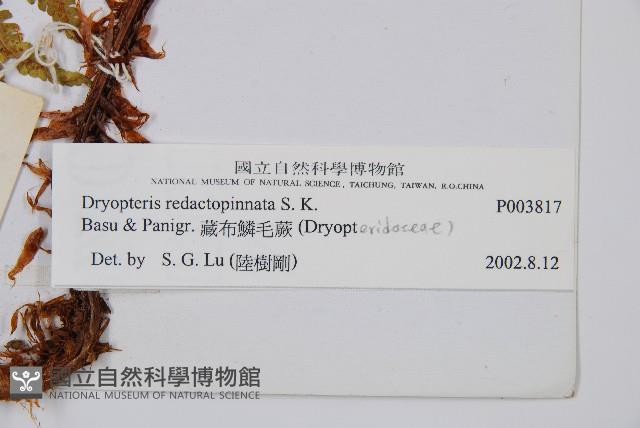 藏布鱗毛蕨藏品圖，第2張