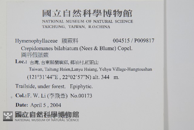 圓唇假脈蕨藏品圖，第2張