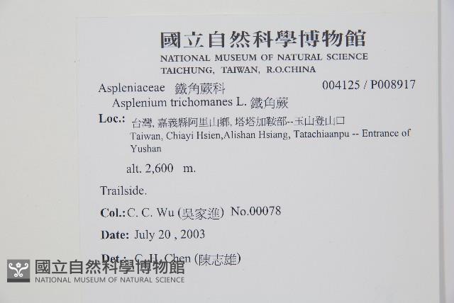 劍葉鐵角蕨、箭葉鐵角蕨藏品圖，第2張