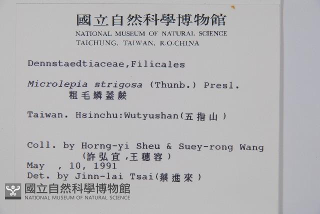 粗毛鱗蓋蕨藏品圖，第2張