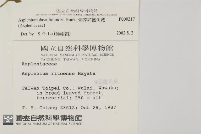 骨碎補鐵角蕨藏品圖，第2張