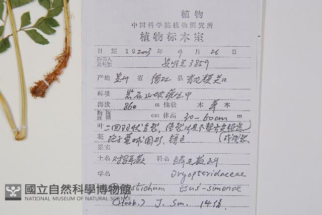 馬祖耳蕨藏品圖，第2張