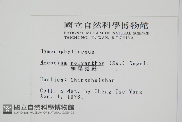 細葉蕗蕨藏品圖，第2張