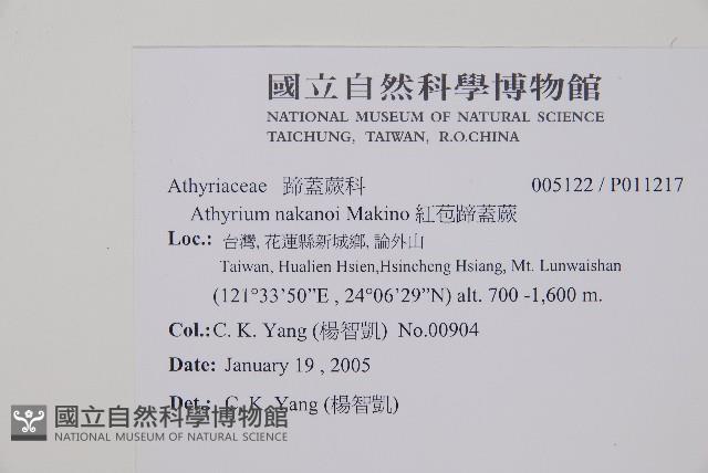 密腺蹄蓋蕨藏品圖，第2張