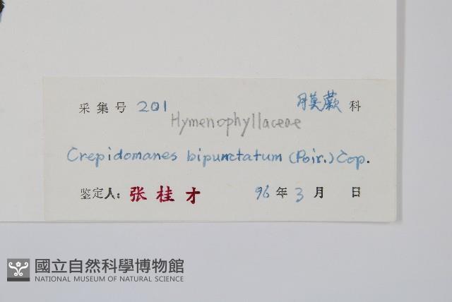 南洋假脈蕨藏品圖，第2張