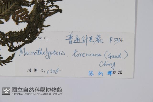 普通針毛蕨藏品圖，第2張