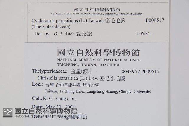 密毛毛蕨藏品圖，第2張