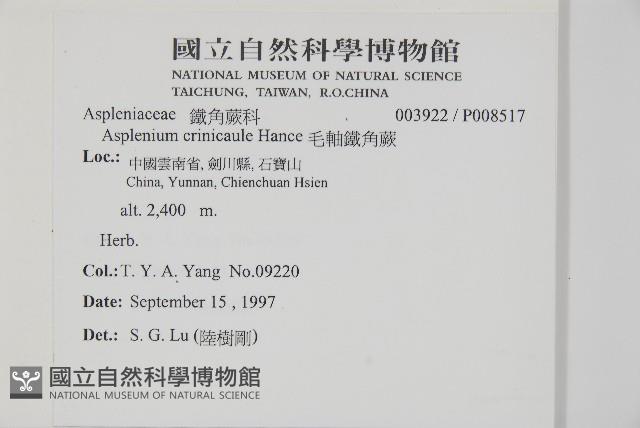 毛軸鐵角蕨藏品圖，第2張