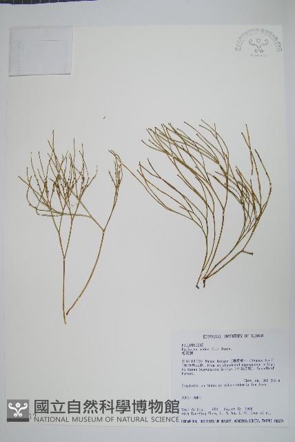 松葉蕨藏品圖，第1張