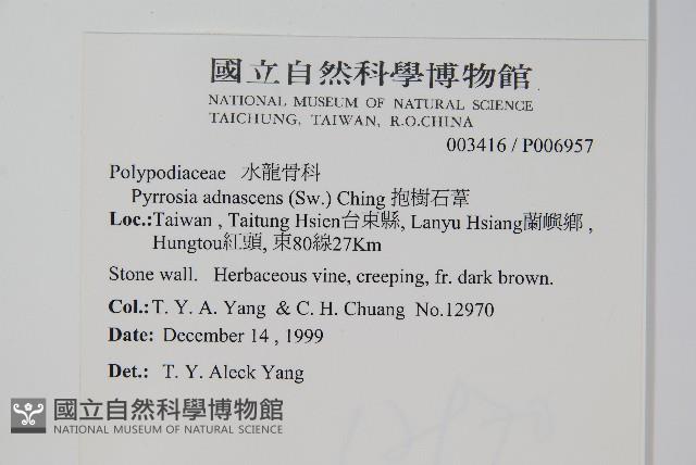 抱樹石葦藏品圖，第2張