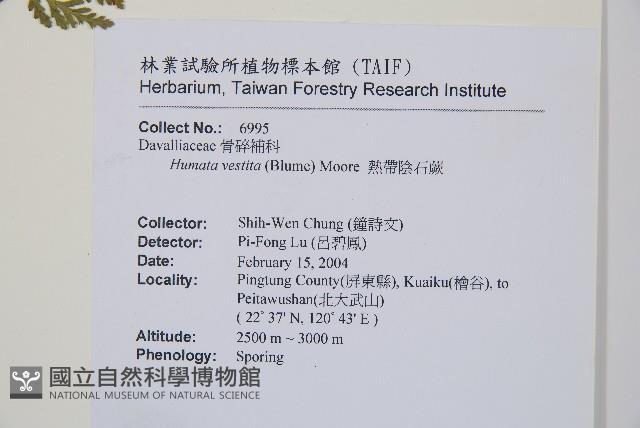 熱帶陰石蕨藏品圖，第2張