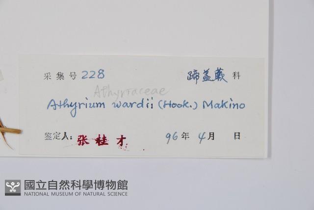 華中蹄蓋蕨藏品圖，第2張