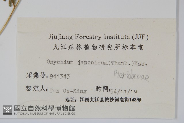 日本金粉蕨藏品圖，第2張