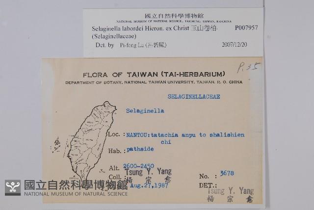 玉山卷柏藏品圖，第2張