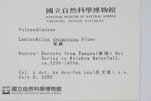 萊蕨藏品圖，第2張