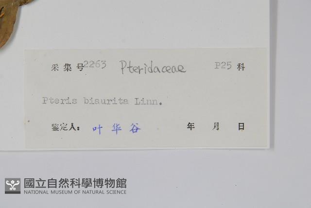 弧脈鳳尾蕨藏品圖，第2張