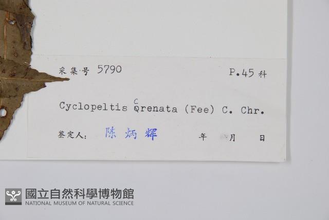 圓齒擬貫眾藏品圖，第2張