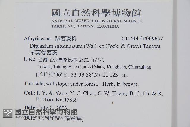 單葉雙蓋蕨藏品圖，第2張