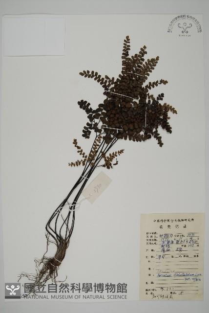 扇葉鐵線蕨藏品圖，第1張