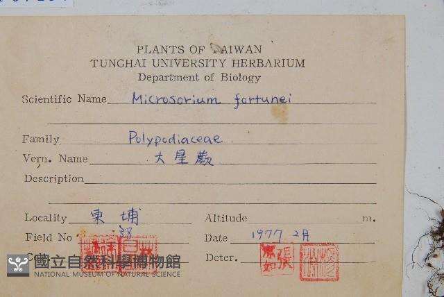 大星蕨藏品圖，第2張