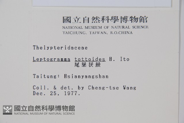 尾葉茯蕨藏品圖，第2張