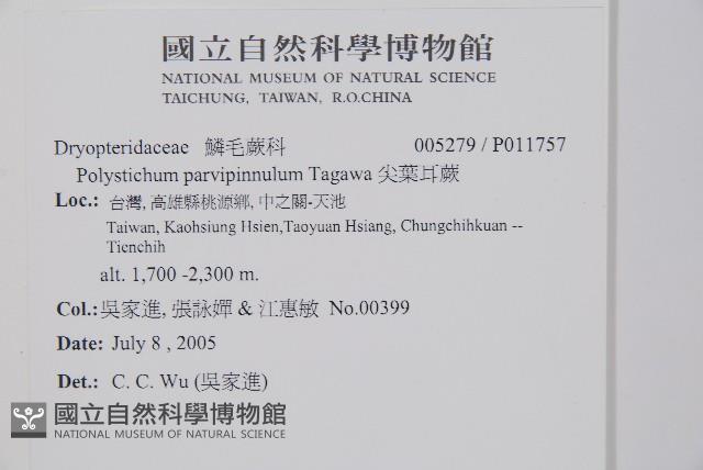 尖葉耳蕨藏品圖，第2張