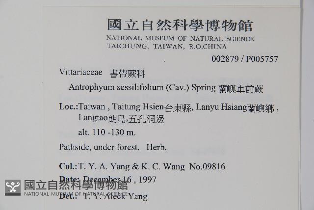 蘭嶼車前蕨藏品圖，第2張