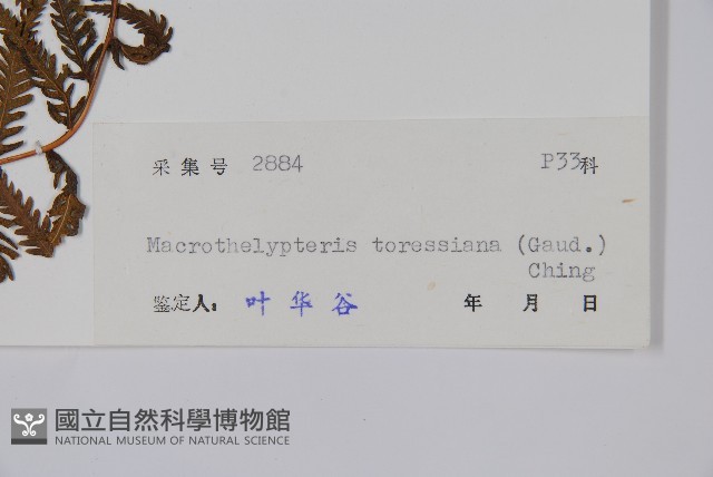 普通針毛蕨藏品圖，第2張
