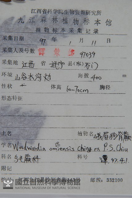 峨眉狗脊蕨藏品圖，第2張