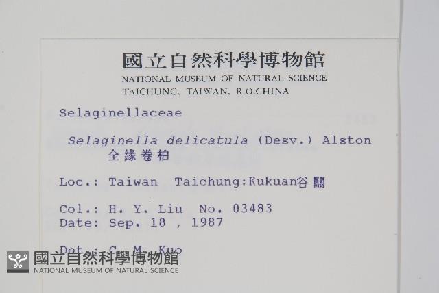 全緣卷柏藏品圖，第2張