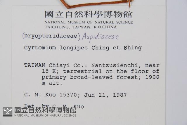 細齒貫眾蕨藏品圖，第2張