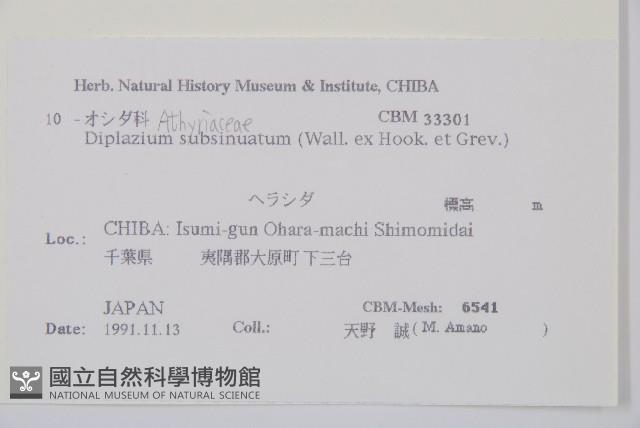 單葉雙蓋蕨藏品圖，第2張