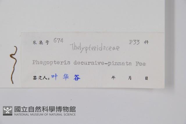 翅軸假金星蕨、短柄卵果蕨藏品圖，第2張