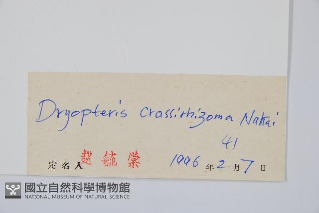 綿馬鱗毛蕨藏品圖，第2張