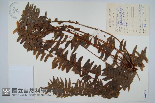 腎蕨藏品圖，第1張