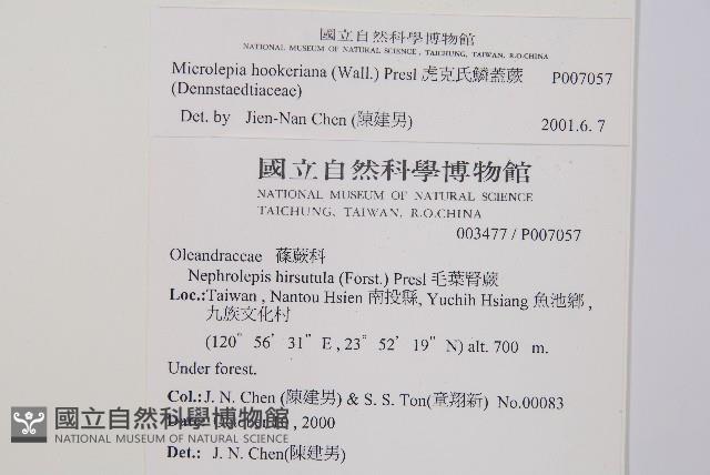 虎克氏鱗蓋蕨藏品圖，第2張