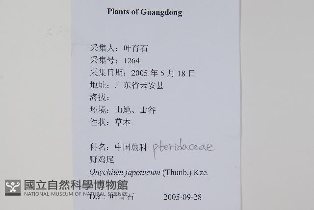 日本金粉蕨藏品圖，第2張